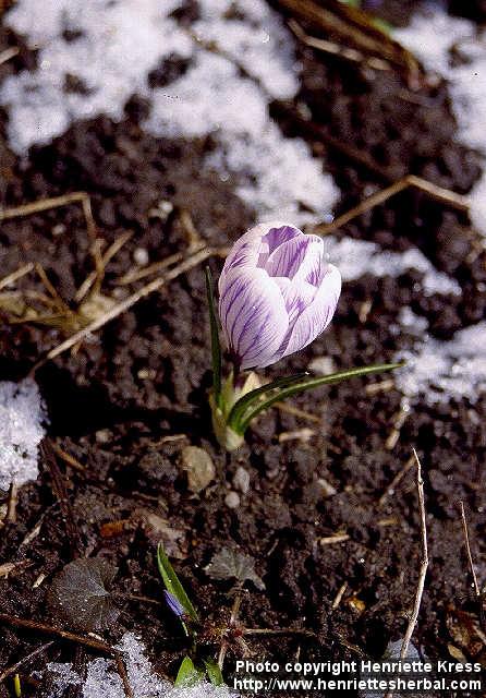 Photo: Crocus vernus 1.