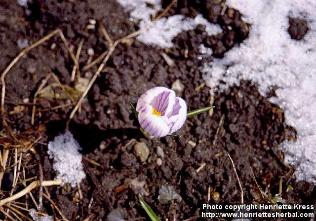 Photo: Crocus vernus.