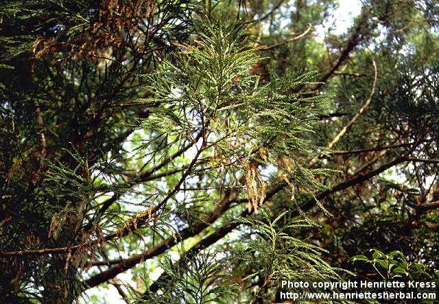 Photo: Cryptomeria japonica 2.