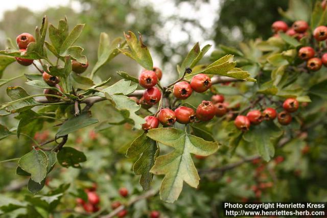 Photo: Crataegus monogyna 1.