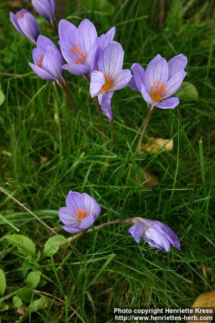 Photo: Crocus speciosus.