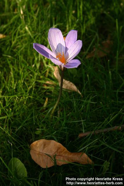 Photo: Crocus speciosus 1.