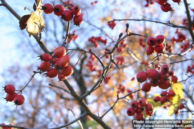 Photo: Crataegus 5.