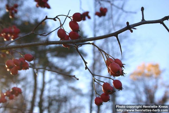 Photo: Crataegus 6.