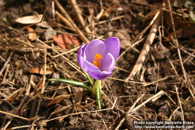 Photo: Crocus vernus 5.