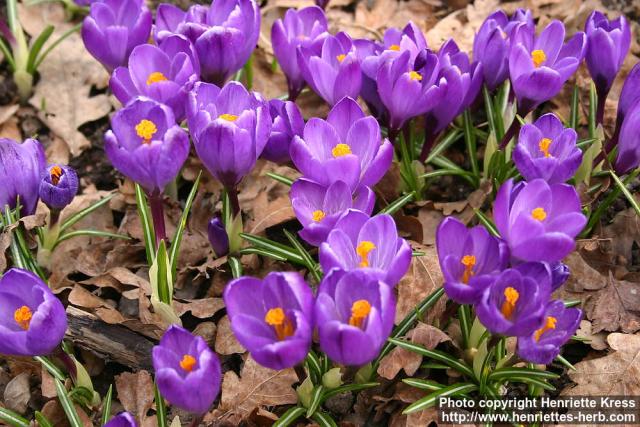 Photo: Crocus vernus 8.