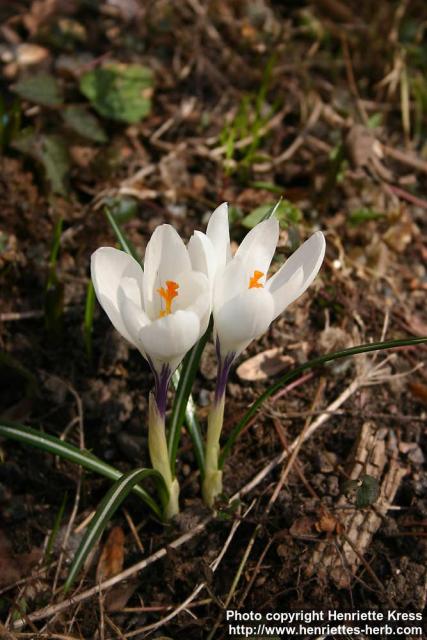 Photo: Crocus vernus 11.