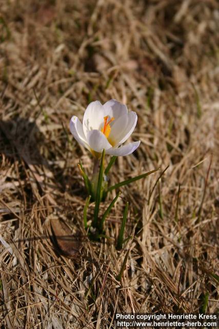 Photo: Crocus vernus 12.