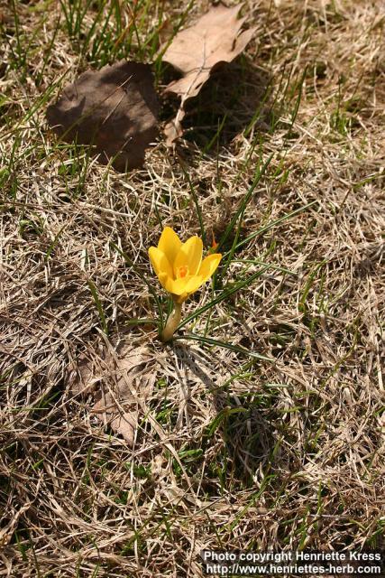 Photo: Crocus chrysanthus 4.