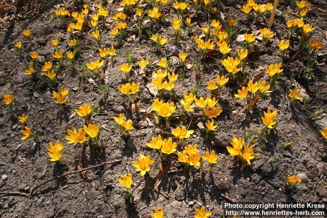 Photo: Crocus x stellaris.