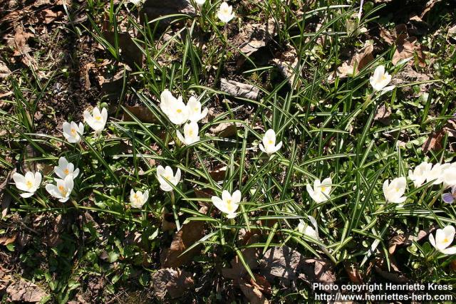 Photo: Crocus vernus 14.