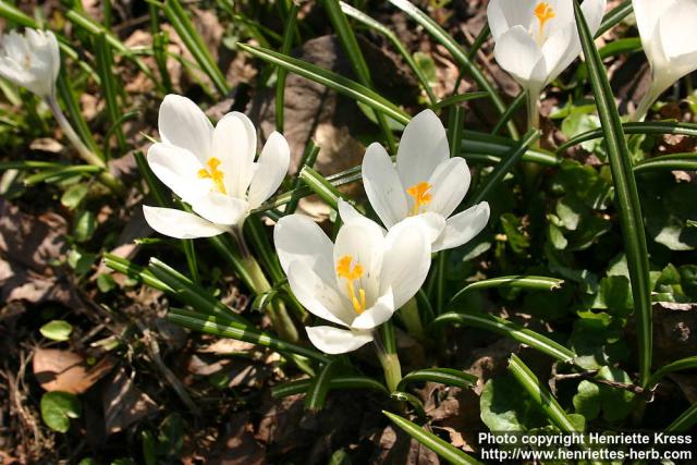 Photo: Crocus vernus 16.