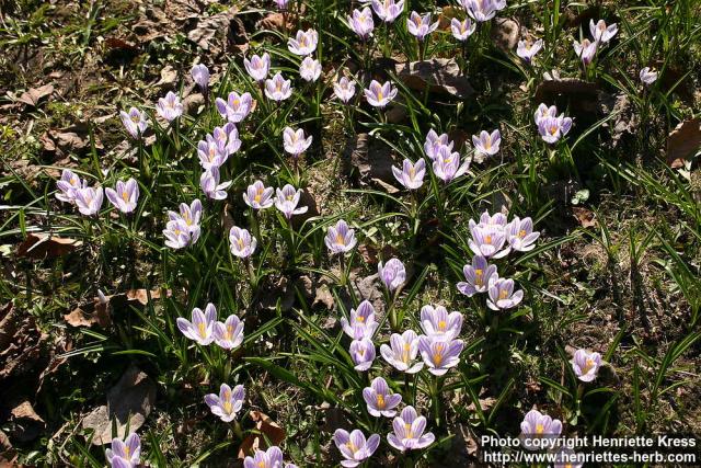 Photo: Crocus vernus 17.