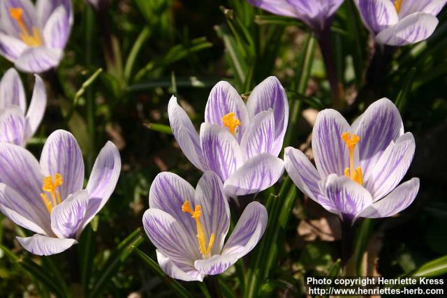 Photo: Crocus vernus 18.