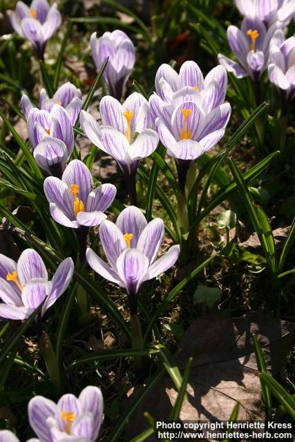 Photo: Crocus vernus 19.