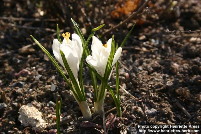 Photo: Crocus vernus 20.