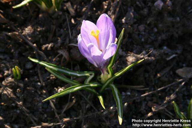 Photo: Crocus vernus 22.