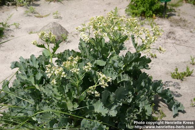 Photo: Crambe maritima 8.