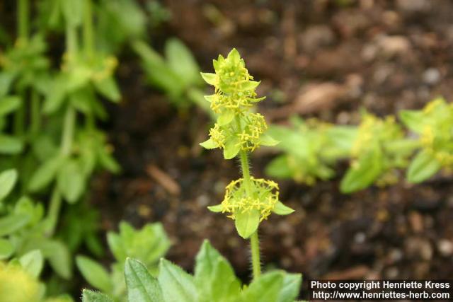 Photo: Cruciata laevipes 1.