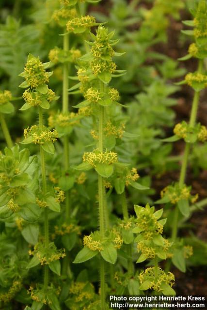 Photo: Cruciata laevipes 2.