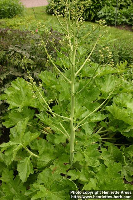 Photo: Crambe cordifolia.