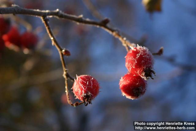 Photo: Crataegus 12.