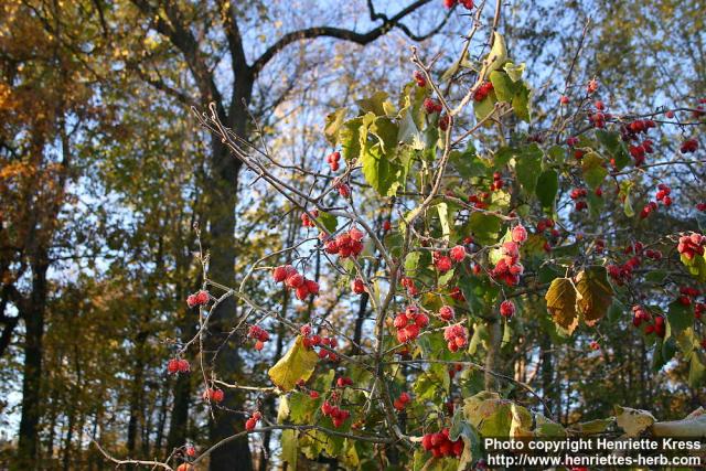 Photo: Crataegus 13.