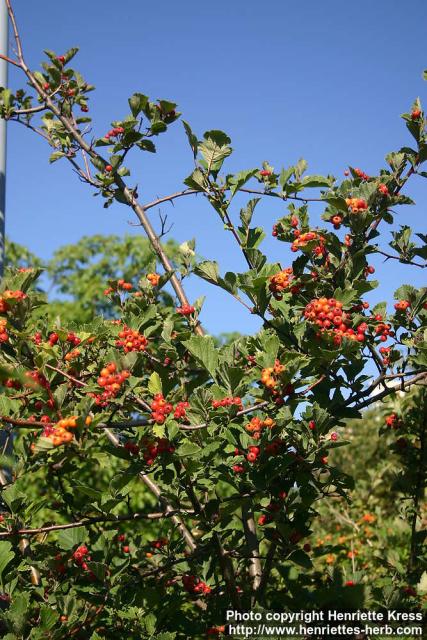 Photo: Crataegus maximowiczii 1.