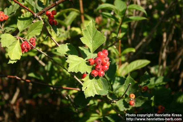 Photo: Crataegus maximowiczii 3.