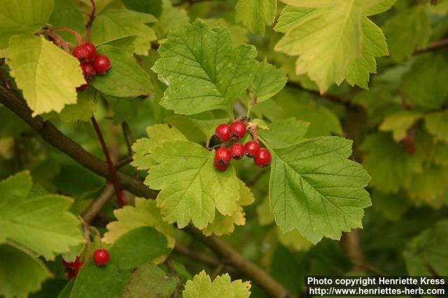 Photo: Crataegus pinnatifida.