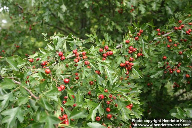 Photo: Crataegus monogyna 5.