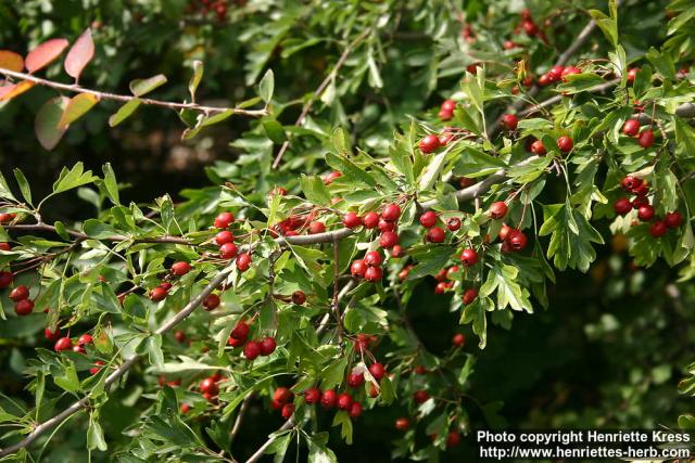 Photo: Crataegus monogyna 7.