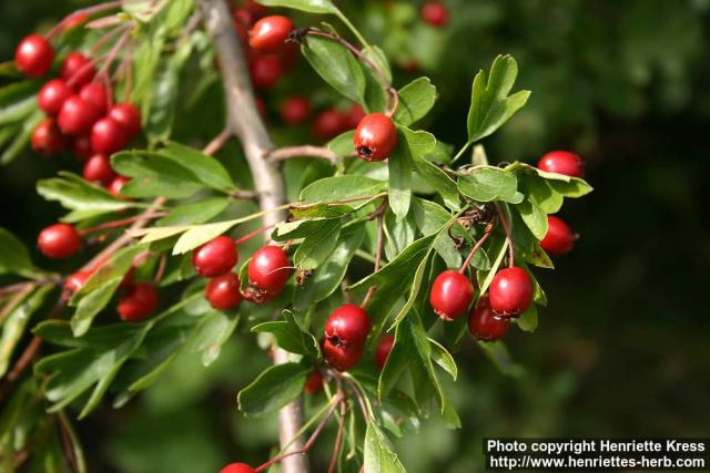 Photo: Crataegus monogyna 8.