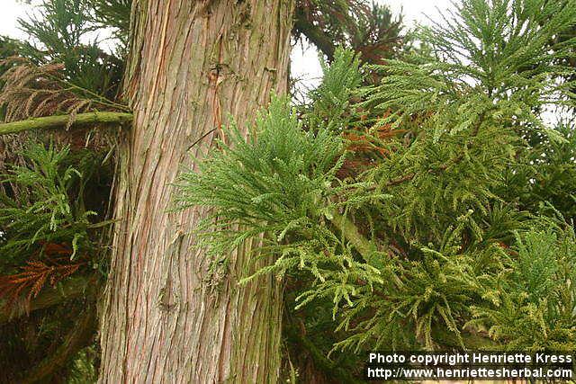 Photo: Cryptomeria japonica 3.