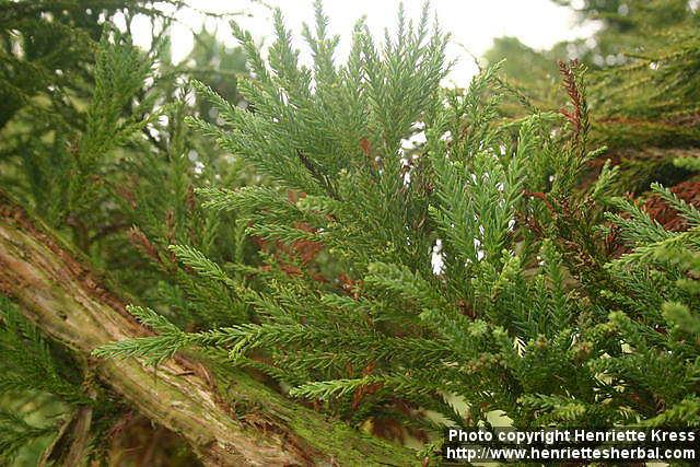 Photo: Cryptomeria japonica 4.