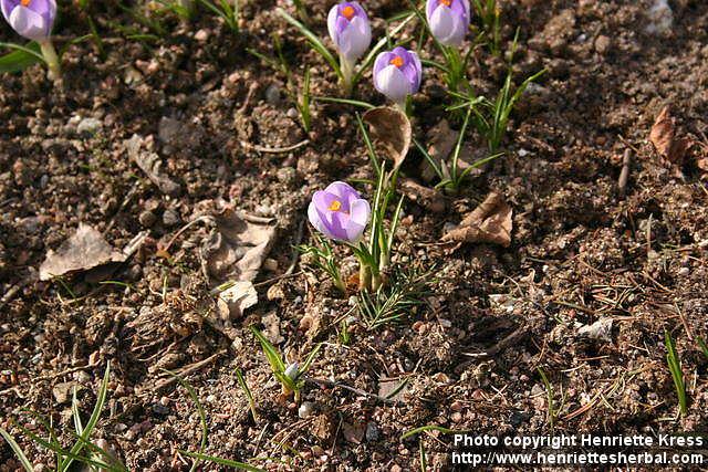 Photo: Crocus vernus 23.