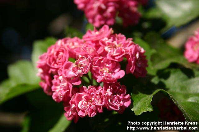 Photo: Crataegus laevigata 4.