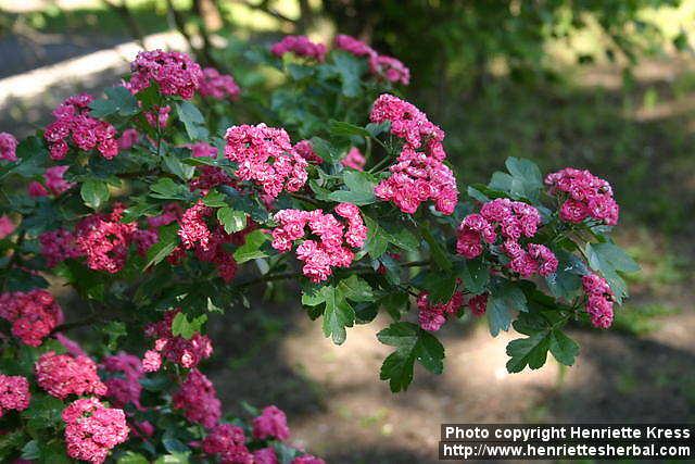 Photo: Crataegus laevigata 6.