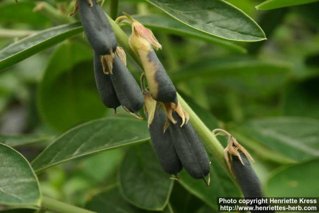 Photo: Crotalaria nitens 2.