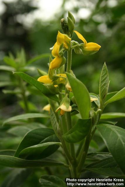 Photo: Crotalaria nitens 3.