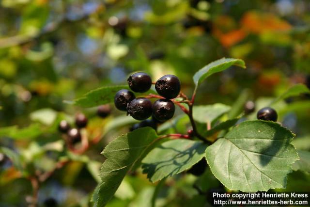 Photo: Crataegus douglasii 2.