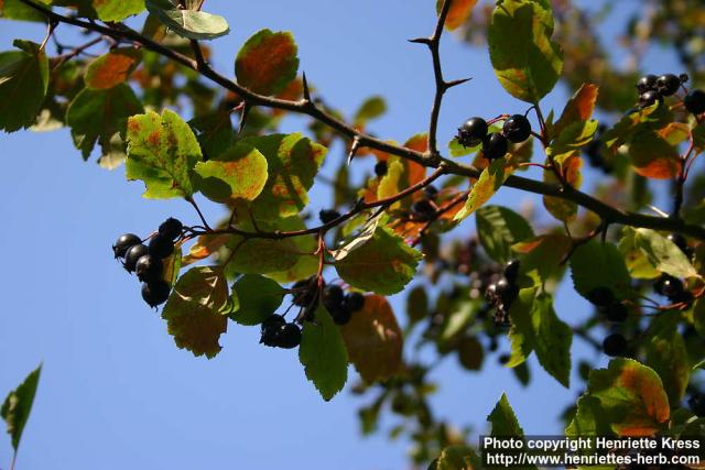 Photo: Crataegus douglasii 3.