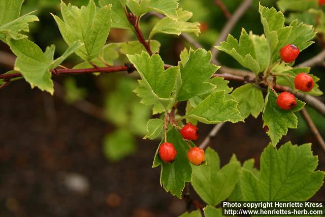 Photo: Crataegus pinnatifida 2.