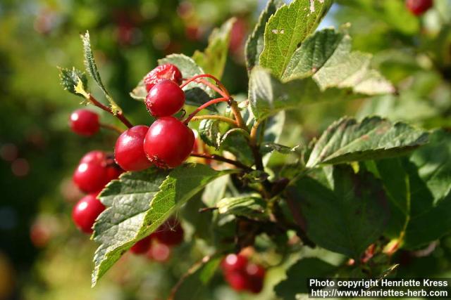 Photo: Crataegus maximowiczii 08.