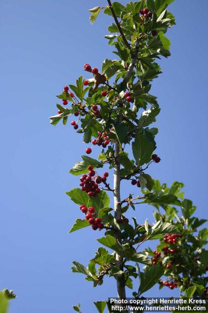 Photo: Crataegus maximowiczii 09.