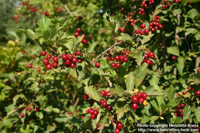 Photo: Crataegus maximowiczii 10.