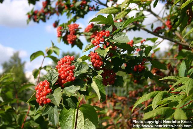 Photo: Crataegus maximowiczii 11.