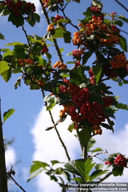 Photo: Crataegus maximowiczii 13.