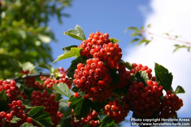 Photo: Crataegus maximowiczii 14.