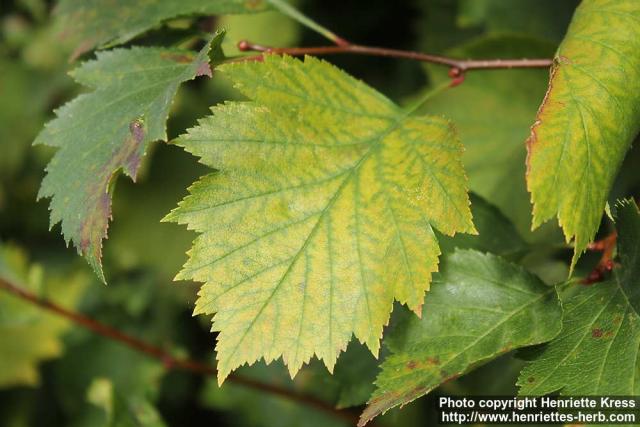 Photo: Crataegus flabellata 4.